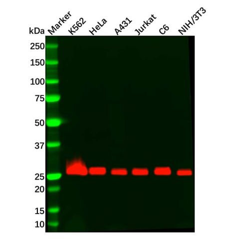 aladdin 阿拉丁 Ab090843 Recombinant Bcl-XL Antibody Recombinant (R02-2D3); Rabbit anti Human Bcl-XL Antibody; WB, IHC, IF, ICC; Unconjugated