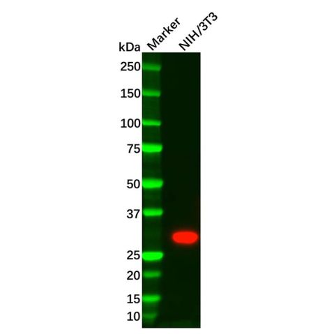 aladdin 阿拉丁 Ab091484 Recombinant BNP Antibody Recombinant (R35-1H-4); Rabbit anti Human BNP Antibody; WB; Unconjugated