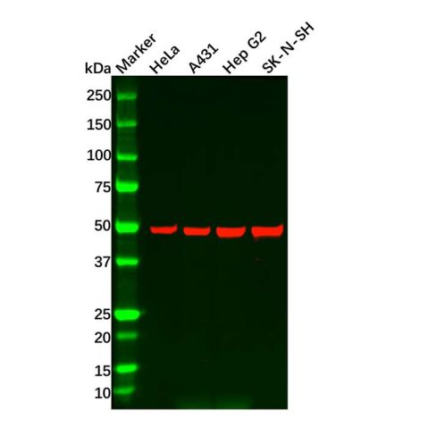 aladdin 阿拉丁 Ab092661 Recombinant CaMKII delta Antibody Recombinant (R03-8A9); Rabbit anti Human CaMKII delta Antibody; WB; Unconjugated