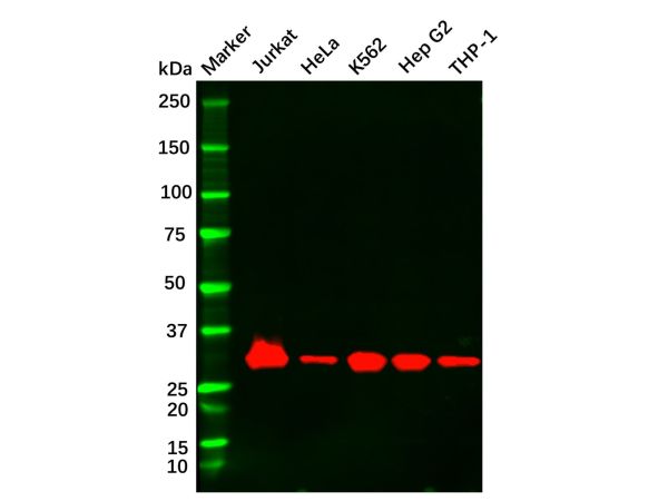 aladdin 阿拉丁 Ab093013 Recombinant Caspase3 Antibody Recombinant (R02-7C2); Rabbit anti Human Caspase3 Antibody; WB, IHC, ICC, IF; Unconjugated