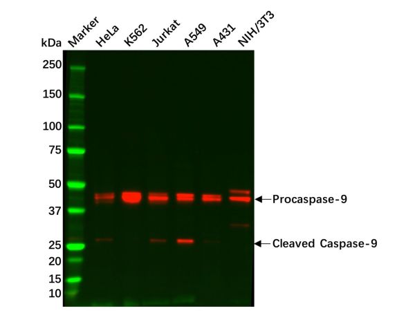 aladdin 阿拉丁 Ab093085 Caspase-9 Mouse mAb mAb(1D1-F2-E9); Mouse anti Human Caspase-9 Antibody; WB; Unconjugated