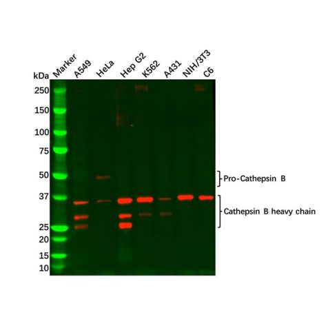 aladdin 阿拉丁 Ab093155 Cathepsin B Mouse mAb mAb (D5); Mouse anti Human Cathepsin B Antibody; WB; Unconjugated