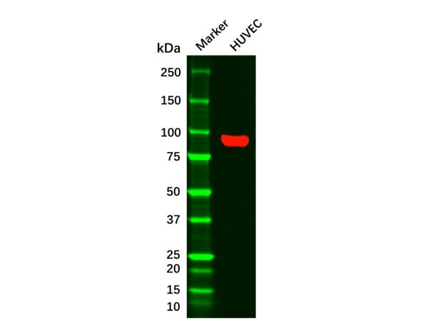 aladdin 阿拉丁 Ab093671 CD105 Mouse mAb mAb (3A9); Mouse anti Human CD105 Antibody; WB, IHC, Flow, ELISA, ICC, IF; Unconjugated