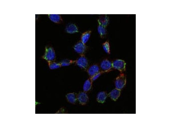 aladdin 阿拉丁 Ab093671 CD105 Mouse mAb mAb (3A9); Mouse anti Human CD105 Antibody; WB, IHC, Flow, ELISA, ICC, IF; Unconjugated