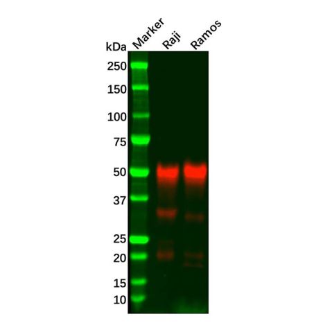 aladdin 阿拉丁 Ab094349 Recombinant CD27 Antibody Recombinant (R01-7E3); Rabbit anti Human CD27 Antibody; WB; Unconjugated