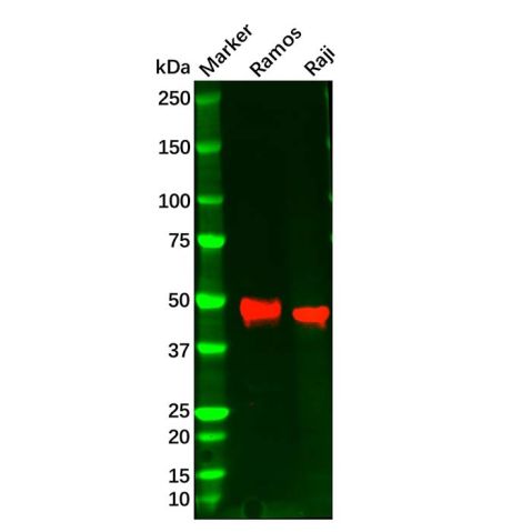 aladdin 阿拉丁 Ab095317 CD79a Antibody pAb; Rabbit anti Human CD79a Antibody; WB, IHC, Flow; Unconjugated