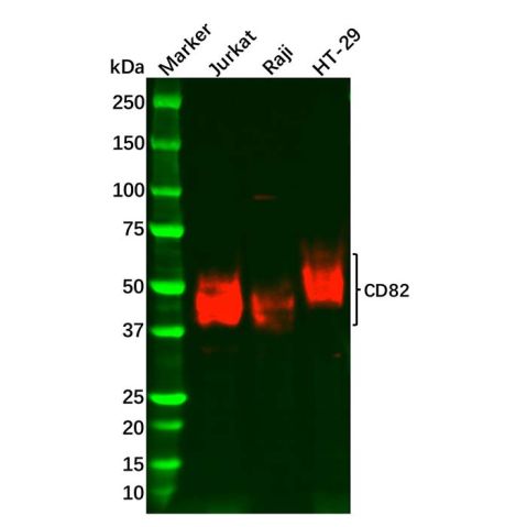 aladdin 阿拉丁 Ab095432 Recombinant CD82 Antibody Recombinant (R06-7K5); Rabbit anti Human CD82 Antibody; WB; Unconjugated