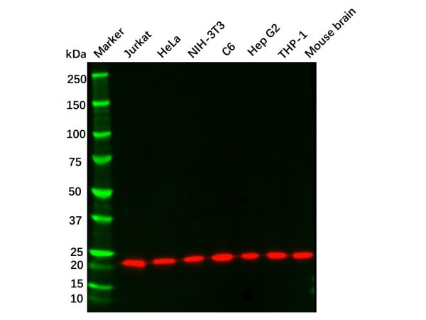aladdin 阿拉丁 Ab095633 Recombinant CDC42 Antibody Recombinant (R05-4B8); Rabbit anti Human CDC42 Antibody; WB; Unconjugated