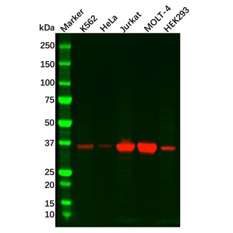 aladdin 阿拉丁 Ab095783 Recombinant Cdk6 Antibody Recombinant (R03-2G5); Rabbit anti Human CDK6 Antibody; WB; Unconjugated