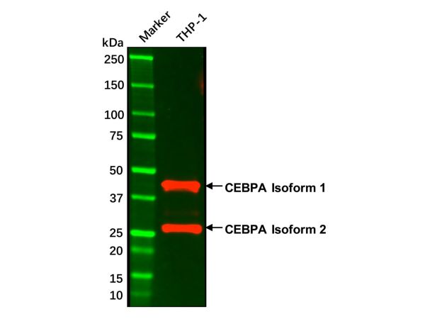 aladdin 阿拉丁 Ab095961 CEBPA Mouse mAb mAb(4E10); Mouse anti Human CEBPA Antibody; WB, Flow, ELISA; Unconjugated