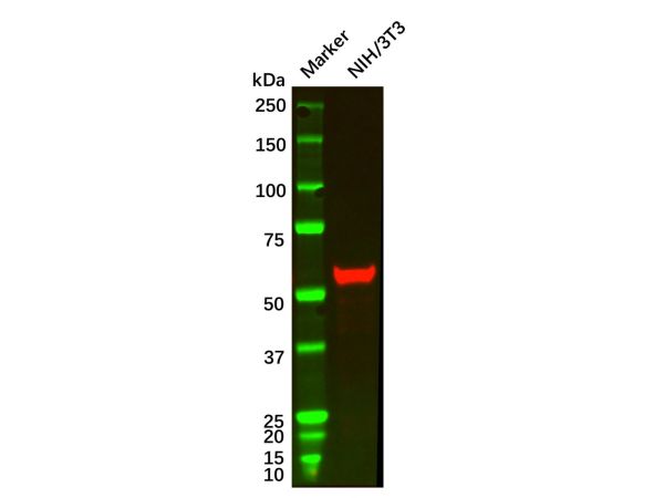 aladdin 阿拉丁 Ab096310 Chk1 Mouse mAb mAb(2G1D5); Mouse anti Human Chk1 Antibody; WB, ELISA; Unconjugated