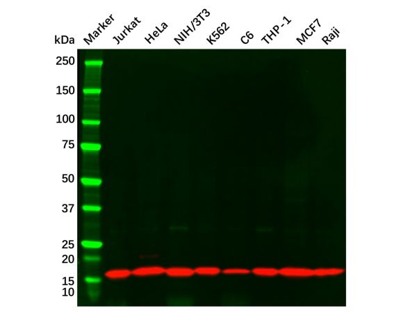 aladdin 阿拉丁 Ab097414 COX IV Mouse mAb mAb (4D11-B3-E8); Mouse anti Human COX IV Antibody; WB, IHC, ICC, IF, Flow, IP; Unconjugated