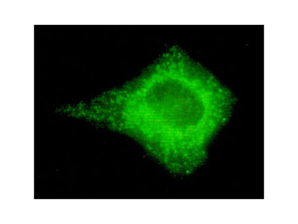 aladdin 阿拉丁 Ab097414 COX IV Mouse mAb mAb (4D11-B3-E8); Mouse anti Human COX IV Antibody; WB, IHC, ICC, IF, Flow, IP; Unconjugated