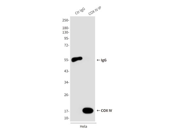 aladdin 阿拉丁 Ab097414 COX IV Mouse mAb mAb (4D11-B3-E8); Mouse anti Human COX IV Antibody; WB, IHC, ICC, IF, Flow, IP; Unconjugated