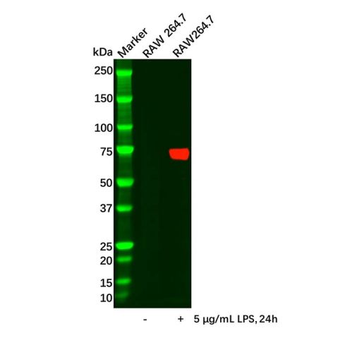 aladdin 阿拉丁 Ab097432 COX2 Antibody pAb; Rabbit anti Human COX2 Antibody; WB, IHC; Unconjugated