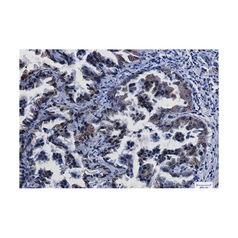 aladdin 阿拉丁 Ab097670 Recombinant CREB Antibody Recombinant (R08-4H9); Rabbit anti Human CREB Antibody; WB, IHC; Unconjugated