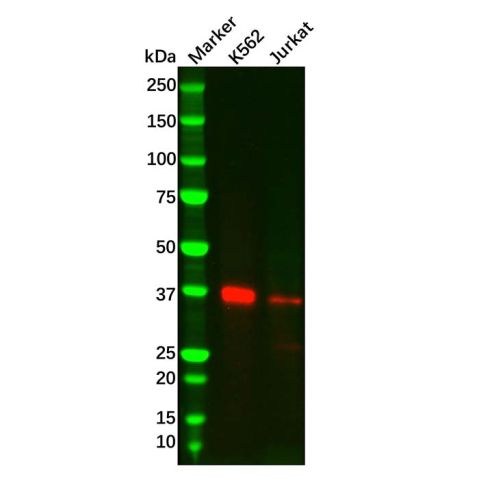 aladdin 阿拉丁 Ab097773 Recombinant CrkL Antibody Recombinant (R02-3D8); Rabbit anti Human CrkL Antibody; WB, IF, ICC; Unconjugated