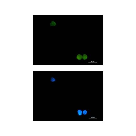 aladdin 阿拉丁 Ab097773 Recombinant CrkL Antibody Recombinant (R02-3D8); Rabbit anti Human CrkL Antibody; WB, IF, ICC; Unconjugated