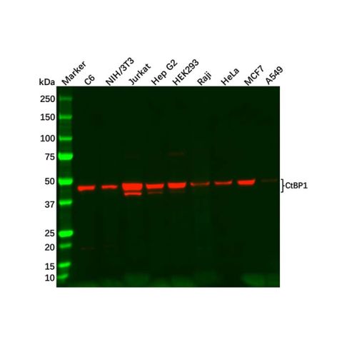 aladdin 阿拉丁 Ab098022 Recombinant CtBP1 Antibody Recombinant (R06-4A3); Rabbit anti Human CtBP1 Antibody; WB, IHC, IF, ICC; Unconjugated