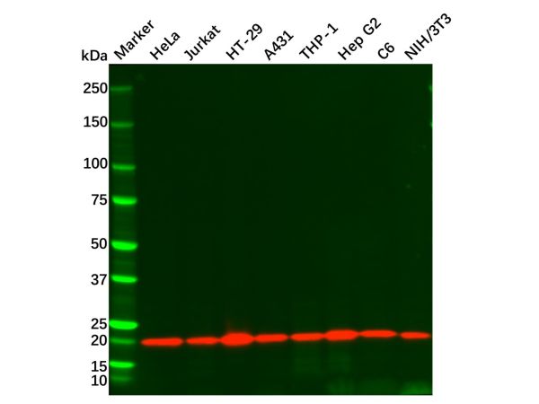 aladdin 阿拉丁 Ab098512 Cyclophilin B Mouse mAb mAb(C1); Mouse anti Human Cyclophilin B Antibody; WB, IHC; Unconjugated