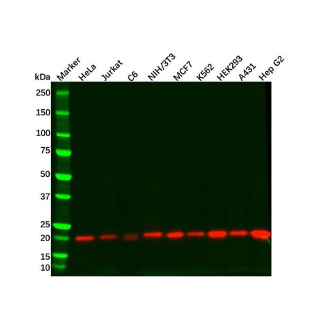 aladdin 阿拉丁 Ab100596 DUSP3 Antibody pAb; Rabbit anti Human DUSP3 Antibody; WB, IHC, IF, ICC; Unconjugated