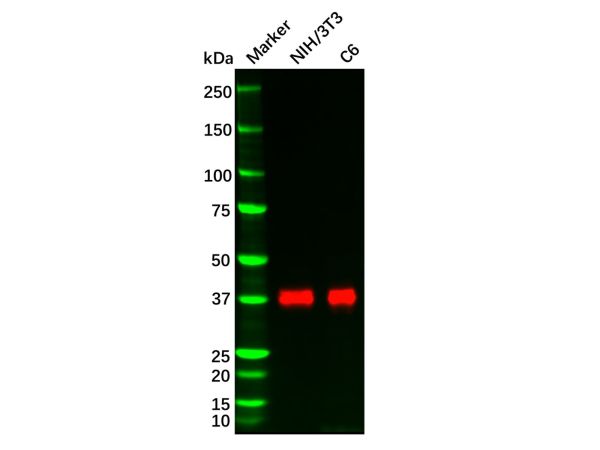 aladdin 阿拉丁 Ab100604 Recombinant DUSP6 Antibody Recombinant (R07-6C1); Rabbit anti Human DUSP6 Antibody; WB, IHC; Unconjugated