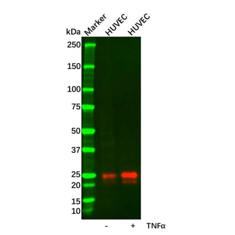 aladdin 阿拉丁 Ab101943 Recombinant Ephrin A1 Antibody Recombinant (R09-5N5); Rabbit anti Human Ephrin A1 Antibody; WB; Unconjugated