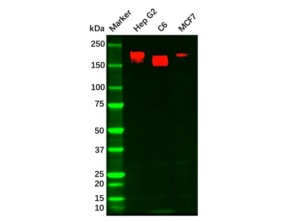 aladdin 阿拉丁 Ab102106 Recombinant HER3/ErbB3 Antibody Recombinant (R05-3F7); Rabbit anti Human HER3/ErbB3 Antibody; WB; Unconjugated