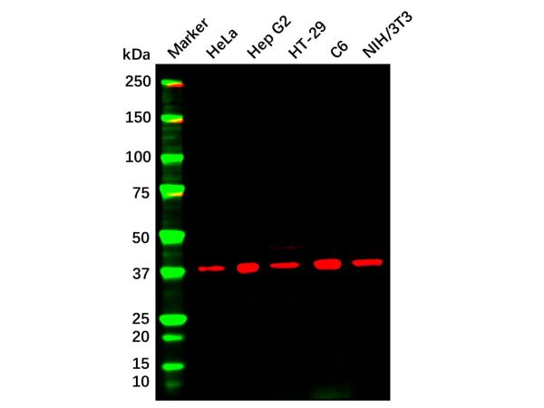 aladdin 阿拉丁 Ab102232 ERK2 Mouse mAb mAb (D17); Mouse anti Human ERK2 Antibody; WB; Unconjugated