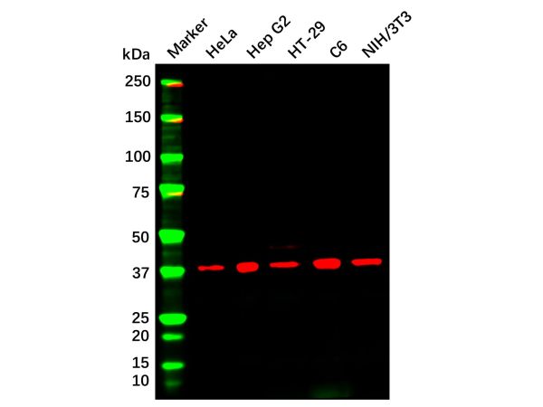 aladdin 阿拉丁 Ab102232 ERK2 Mouse mAb mAb (D17); Mouse anti Human ERK2 Antibody; WB; Unconjugated