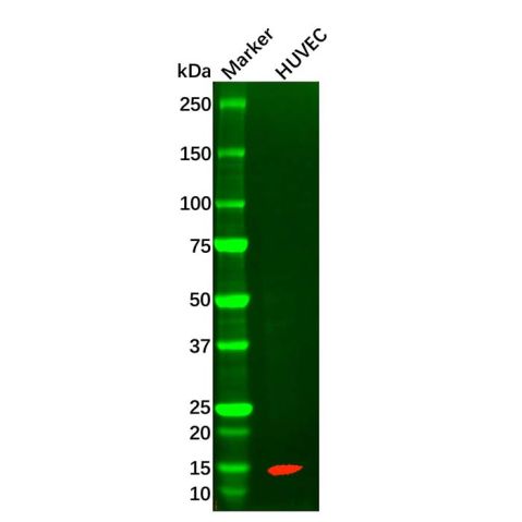 aladdin 阿拉丁 Ab102606 FABP4 Mouse mAb mAb (C12); Mouse anti Human FABP4 Antibody; WB, IHC; Unconjugated