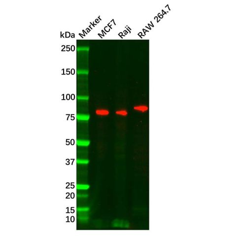 aladdin 阿拉丁 Ab104034 FOXP1 Mouse mAb mAb (D4); Mouse anti Human FOXP1 Antibody; WB; Unconjugated