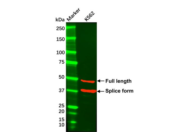 aladdin 阿拉丁 Ab104881 Recombinant GATA3 Antibody Recombinant (R03-7H8); Rabbit anti Human GATA3 Antibody; WB, IHC; Unconjugated