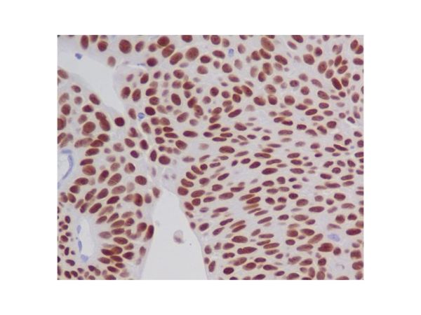 aladdin 阿拉丁 Ab104881 Recombinant GATA3 Antibody Recombinant (R03-7H8); Rabbit anti Human GATA3 Antibody; WB, IHC; Unconjugated