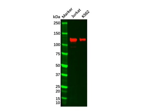 aladdin 阿拉丁 Ab105163 Recombinant GEF H1 Antibody Recombinant (R03-3D1); Rabbit anti Human GEF H1 Antibody; WB; Unconjugated