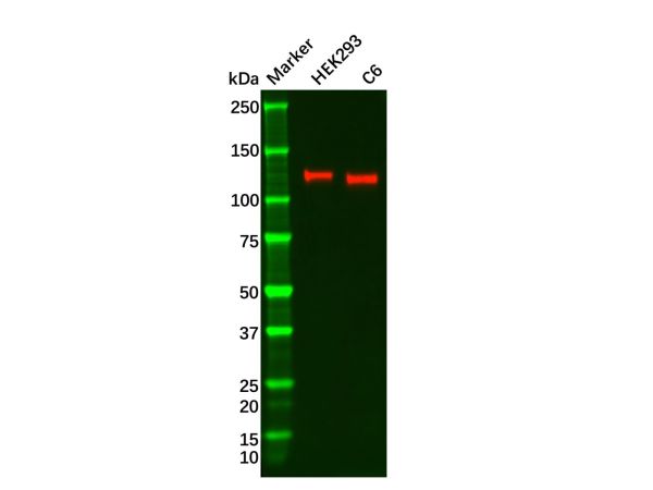 aladdin 阿拉丁 Ab105163 Recombinant GEF H1 Antibody Recombinant (R03-3D1); Rabbit anti Human GEF H1 Antibody; WB; Unconjugated