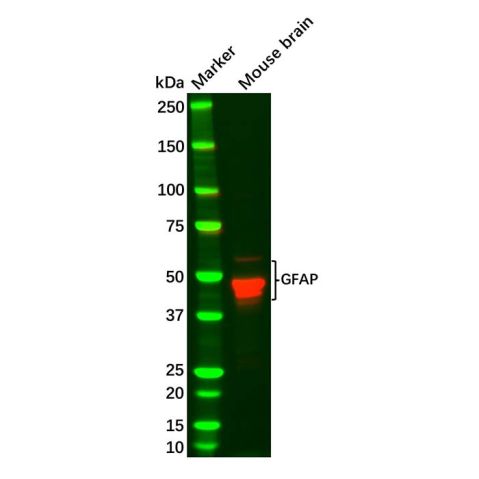 aladdin 阿拉丁 Ab105229 GFAP Antibody pAb; Rabbit anti Human GFAP Antibody; WB, IHC; Unconjugated