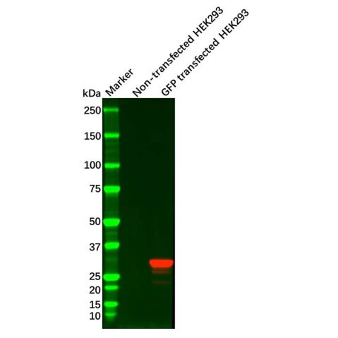 aladdin 阿拉丁 Ab105284 GFP Mouse mAb mAb (3A10); Mouse anti GFP Antibody; WB, IP; Unconjugated