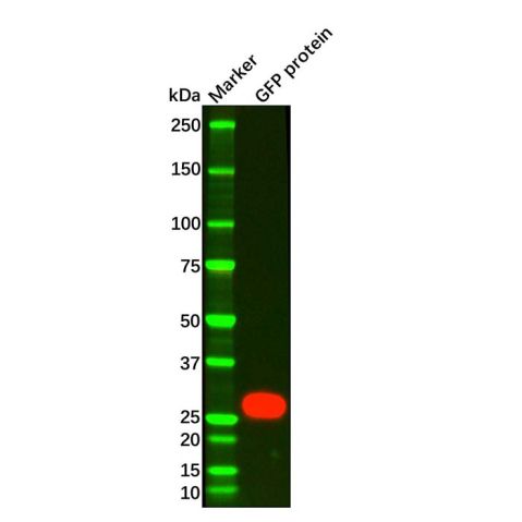 aladdin 阿拉丁 Ab105284 GFP Mouse mAb mAb (3A10); Mouse anti GFP Antibody; WB, IP; Unconjugated