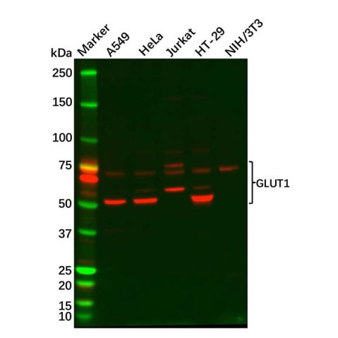 aladdin 阿拉丁 Ab105588 Glucose Transporter GLUT1 Antibody pAb; Rabbit anti Human Glucose Transporter GLUT1 Antibody; WB; Unconjugated