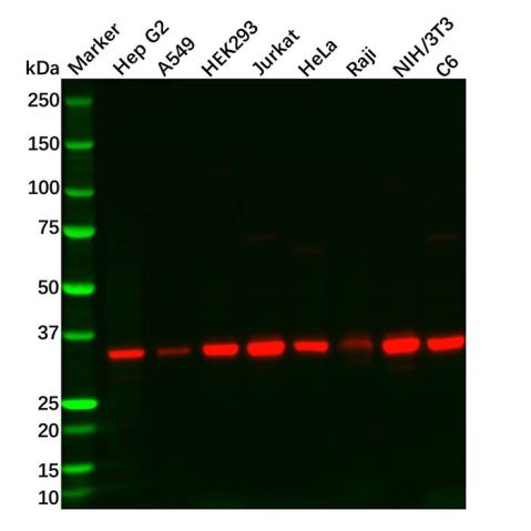 aladdin 阿拉丁 Ab105938 GNB1 Antibody pAb; Rabbit anti Human GNB1 Antibody; WB, IHC; Unconjugated