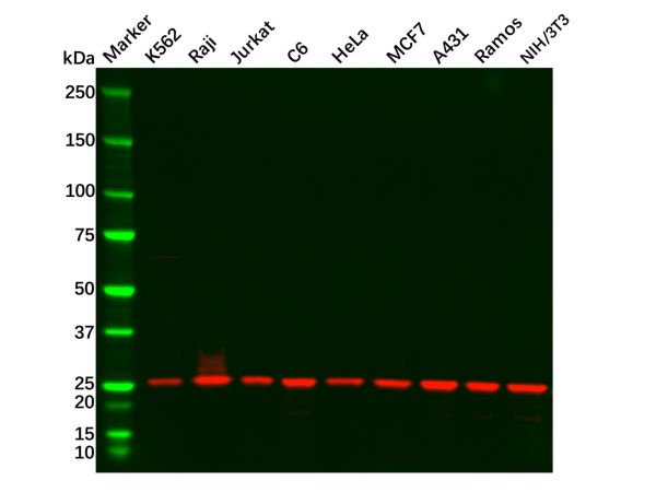 aladdin 阿拉丁 Ab106387 GRB2 Mouse mAb mAb (5G3-E7-F11); Mouse anti Human GRB2 Antibody; WB; Unconjugated