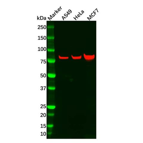 aladdin 阿拉丁 Ab106456 Recombinant GRK2 Antibody Recombinant (R01-6I5); Rabbit anti Human GRK2 Antibody; WB; Unconjugated