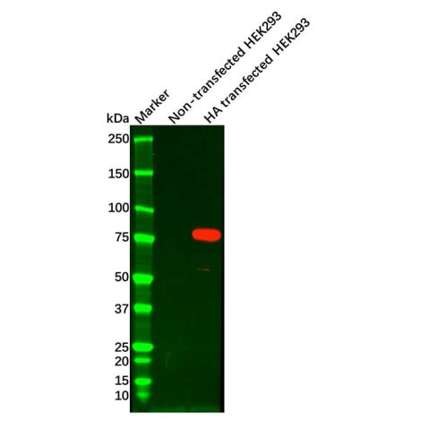 aladdin 阿拉丁 Ab106776 HA tag Mouse mAb mAb (4G3); Mouse anti HA tag Antibody; WB, IF, ICC; Unconjugated