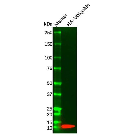 aladdin 阿拉丁 Ab106776 HA tag Mouse mAb mAb (4G3); Mouse anti HA tag Antibody; WB, IF, ICC; Unconjugated