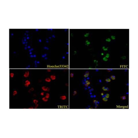 aladdin 阿拉丁 Ab106776 HA tag Mouse mAb mAb (4G3); Mouse anti HA tag Antibody; WB, IF, ICC; Unconjugated