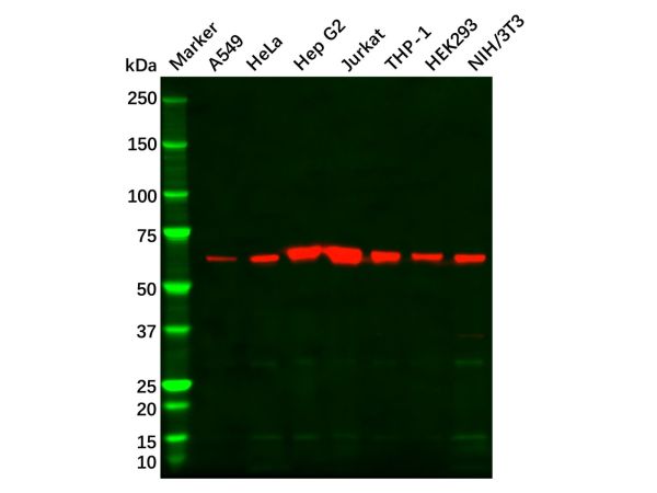 aladdin 阿拉丁 Ab107009 HDAC1 Mouse mAb mAb (E22); Mouse anti Human HDAC1 Antibody; WB, IHC, IF, ICC; Unconjugated