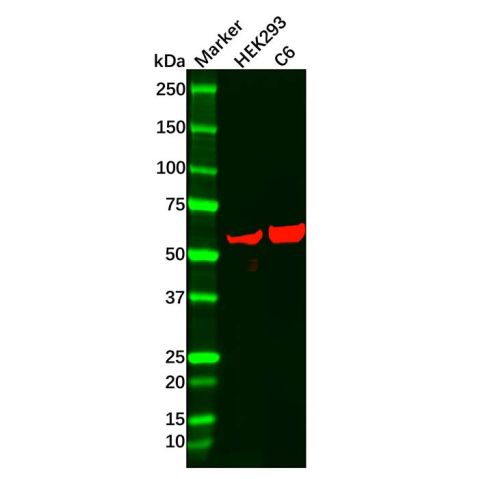 aladdin 阿拉丁 Ab107031 Recombinant HDAC2 Antibody Recombinant (R06-4E4); Rabbit anti Human HDAC2 Antibody; WB, IHC, IF, ICC; Unconjugated