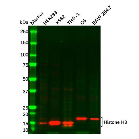 aladdin 阿拉丁 Ab107980 Recombinant Histone H3 Antibody Recombinant (RR692); Rabbit anti Human Histone H3 Antibody; WB, IHC, Flow, IP; Unconjugated