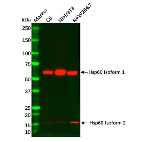 aladdin 阿拉丁 Ab108868 Hsp60 Mouse mAb mAb (C9); Mouse anti Human Hsp60 Antibody; WB; Unconjugated